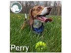 Adopt PERRY a Tricolor (Tan/Brown & Black & White) Beagle / Mixed dog in