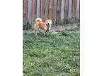 Adopt Penny a Red/Golden/Orange/Chestnut Shiba Inu / Mixed dog in Davenport
