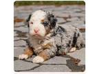 Mutt Puppy for sale in Orange, CA, USA