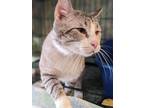 Adopt Gizmo a Gray, Blue or Silver Tabby Domestic Shorthair (short coat) cat in