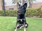 Adopt EMMA a Black German Shepherd Dog / Akita / Mixed dog in Tustin