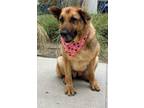 Adopt PETUNIA a German Shepherd Dog / Mixed dog in Tustin, CA (41411271)