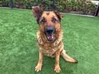 Adopt PETUNIA a German Shepherd Dog / Mixed dog in Tustin, CA (41411271)