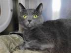 Adopt Fiddlesticks a Gray or Blue Domestic Shorthair / Mixed cat in