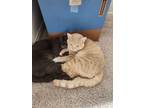 Adopt Bart a Orange or Red Domestic Mediumhair / Mixed (medium coat) cat in San