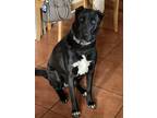 Adopt Luna a Black Pointer / Labrador Retriever / Mixed dog in Northridge
