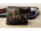 Adopt Chloe a Tortoiseshell Domestic Shorthair (short coat) cat in Huntsville