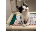 Adopt Cosmo a Black & White or Tuxedo Domestic Shorthair (short coat) cat in