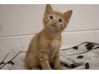 Adopt Chester a Orange or Red Domestic Shorthair (short coat) cat in Huntsville