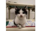 Adopt Charlie a Black & White or Tuxedo Domestic Shorthair (short coat) cat in