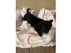 Adopt Latto a Black - with White Labrador Retriever dog in Trumann