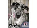 Adopt Pepper a Mixed Breed (Medium) dog in Council Bluffs, IA (39799216)