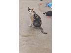 Adopt Callie a Calico or Dilute Calico Domestic Shorthair (short coat) cat in