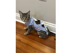 Adopt Spaghetti a Gray, Blue or Silver Tabby Tabby / Mixed (short coat) cat in