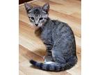 Adopt Tigger a Tiger Striped Tabby / Mixed (short coat) cat in Chipley