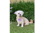 Adopt JoJo a Tan/Yellow/Fawn Shih Tzu / Mixed dog in Baton Rouge, LA (41412235)