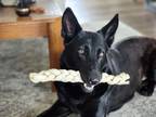 Adopt Keira a Black German Shepherd Dog / Mixed dog in Ellsworth, ME (41411537)