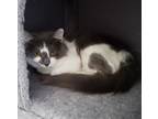 Adopt China a Gray or Blue (Mostly) Domestic Shorthair (short coat) cat in