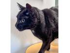 Adopt Samson a All Black Domestic Shorthair / Domestic Shorthair / Mixed cat in