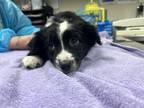 Adopt Retta a Black Australian Shepherd / Mixed dog in Springfield