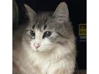 Adopt Adina a Gray or Blue Domestic Shorthair / Domestic Shorthair / Mixed cat
