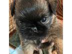 Brussels Griffon Puppy for sale in Waxahachie, TX, USA