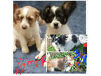 Adopt Elwood a White Schnauzer (Standard) / Mixed dog in Fresno, CA (41412212)