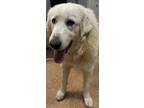 Adopt Rayne a White Great Pyrenees / Mixed dog in Madera, CA (41412211)