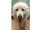 Adopt McCloudson a White Great Pyrenees / Mixed dog in Madera, CA (41412209)