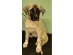 Adopt Ivy a Tan/Yellow/Fawn Australian Shepherd / Mixed dog in Madera