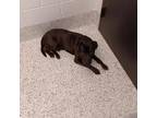 Adopt Jello a Black American Pit Bull Terrier / Mixed Breed (Medium) / Mixed