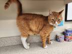 Adopt Lou a Orange or Red Domestic Shorthair / Mixed Breed (Medium) / Mixed
