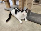 Adopt Jesse a All Black Domestic Shorthair / Domestic Shorthair / Mixed cat in