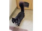 Adopt Mirabelle a All Black Domestic Shorthair / Mixed Breed (Medium) / Mixed