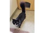 Adopt Mirabelle a All Black Domestic Shorthair / Domestic Shorthair / Mixed cat
