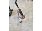 Adopt Whiney a Brown Tabby Domestic Shorthair / Mixed Breed (Medium) / Mixed