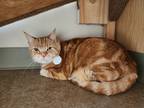 Adopt Frosty a Orange or Red Domestic Shorthair / Domestic Shorthair / Mixed cat