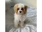 Maltipoo Puppy for sale in Arlington, VA, USA