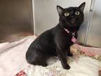 Adopt Sabina a All Black Domestic Shorthair / Domestic Shorthair / Mixed cat in