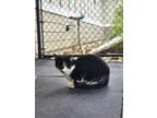 Adopt Mimi Muffins a All Black Domestic Shorthair / Domestic Shorthair / Mixed