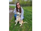 Adopt Vega a White Beagle / Mixed Breed (Medium) / Mixed (short coat) dog in