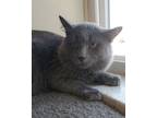 Adopt Alex a Gray or Blue Domestic Shorthair / Domestic Shorthair / Mixed cat in