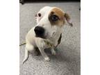 Adopt Clover a White Mixed Breed (Medium) / Mixed dog in New Bern, NC (41412176)