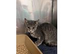 Adopt Lottie a Gray or Blue Domestic Shorthair / Domestic Shorthair / Mixed cat