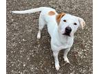 Adopt Clarabelle a White Pointer / Mixed dog in Atchison, KS (41412171)
