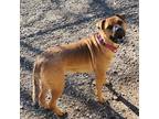 Adopt Shasta a Brindle Chow Chow / Mixed Breed (Medium) / Mixed (short coat) dog