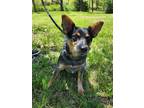 Adopt Cowgirl a Black Australian Cattle Dog / Mixed dog in Atchison