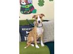 Adopt Cheyanne a Tan/Yellow/Fawn Mixed Breed (Medium) / Mixed Breed (Medium) /