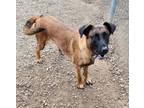 Adopt Roxie a Red/Golden/Orange/Chestnut Shepherd (Unknown Type) / Mixed dog in