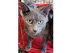 Adopt Hazel a Gray or Blue Domestic Shorthair / Domestic Shorthair / Mixed cat